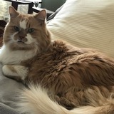 Entry image for WEBSTER 