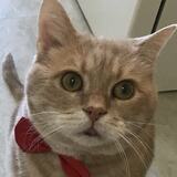 Entry image for Auggie