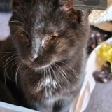 Entry image for ZOEY