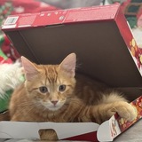 Entry image for Linus 🐈