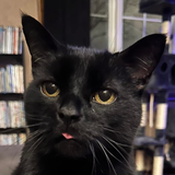 Entry image for Shadow