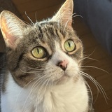 Entry image for Tabby