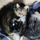 Entry image for Doug & Moe