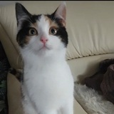 Entry image for Fiorita