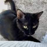 Entry image for Saoirse (FKA Hope)