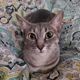 Entry image for Coco