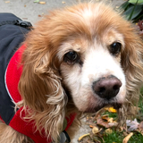 Entry image for Cooper