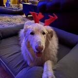 Entry image for Zoey