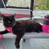 Entry image for Stasha