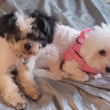 Entry image for Rocky and Candi Cane