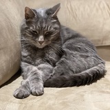 Entry image for Chester