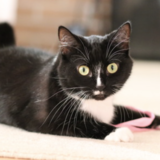 Entry image for Lily