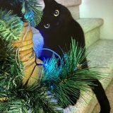 Entry image for Prudence