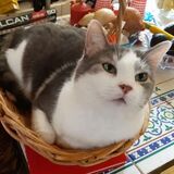 Entry image for Sir Lancelot (The Lance)