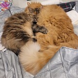 Entry image for Sweet Honey and Big Boy Sunny