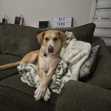 Entry image for Kona