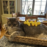 Entry image for Nacho