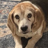 Entry image for Jane aka Jelly Bean