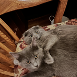 Entry image for Ollie 