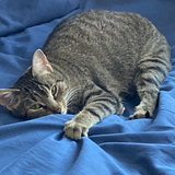 Entry image for Cecile