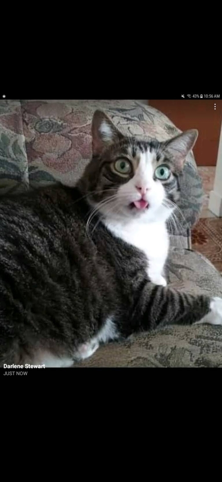 Entry image for Rosie. Clicking this image will show a larger photo