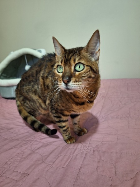 Entry image for Sophie. Clicking this image will show a larger photo