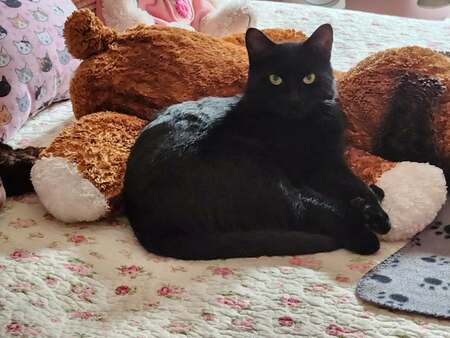 Entry image for Scarlet . Clicking this image will show a larger photo