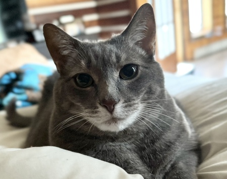 Entry image for Cleo. Clicking this image will show a larger photo