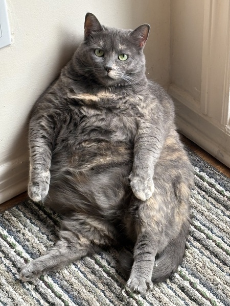 Entry image for Rosie . Clicking this image will show a larger photo