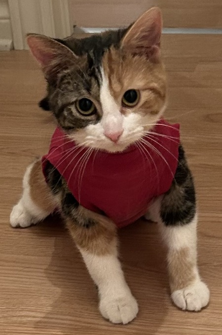 Entry image for Zazzles. Clicking this image will show a larger photo