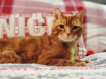 Entry image for Patchy. Clicking this image will show a larger photo