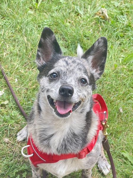 Entry image for Mack. Clicking this image will show a larger photo