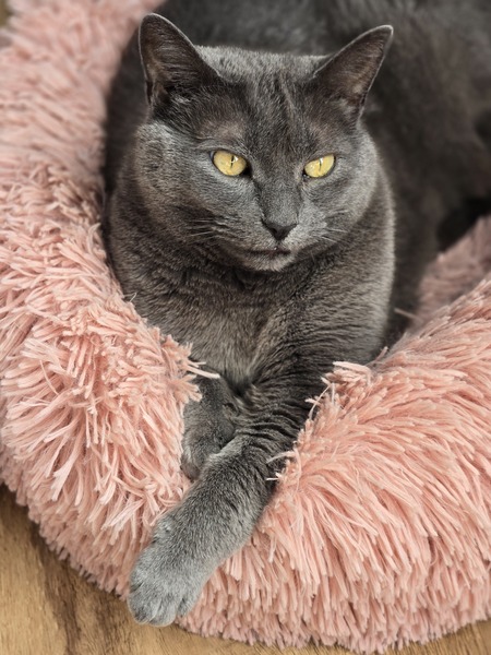 Entry image for Misty . Clicking this image will show a larger photo