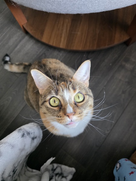 Entry image for Luna. Clicking this image will show a larger photo