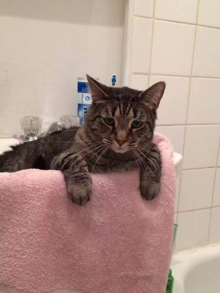 Entry image for Steven T. Kitten. Clicking this image will show a larger photo