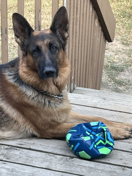 Entry image for Rex. Clicking this image will show a larger photo