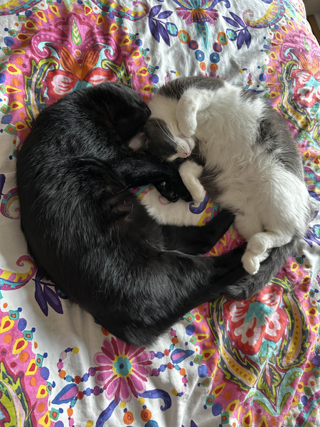 Entry image for Sesame and Mochi. Clicking this image will show a larger photo