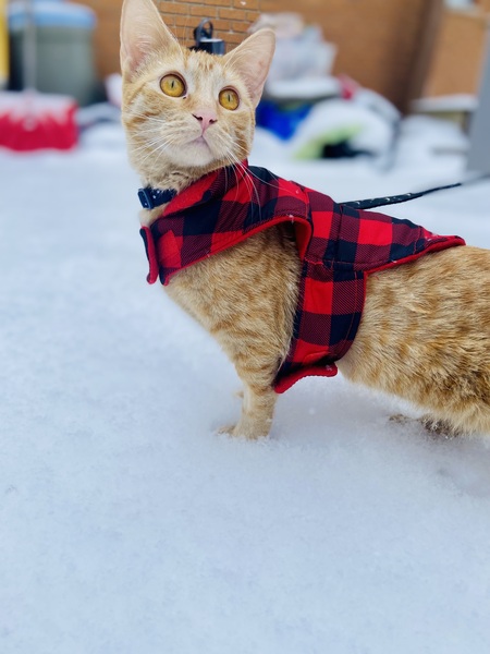 Entry image for Meli. Clicking this image will show a larger photo