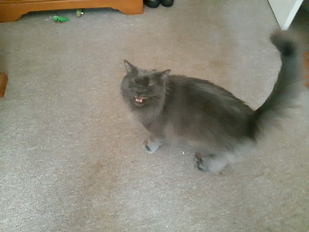 Entry image for Buddy. Clicking this image will show a larger photo