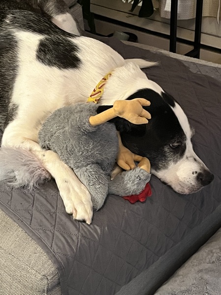 Entry image for Fievel. Clicking this image will show a larger photo