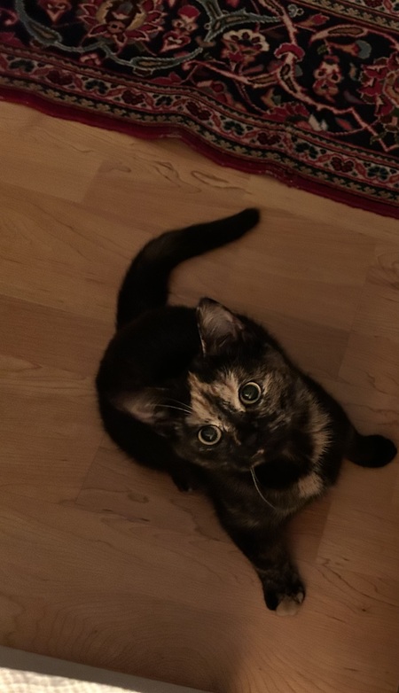 Entry image for Charlotte. Clicking this image will show a larger photo