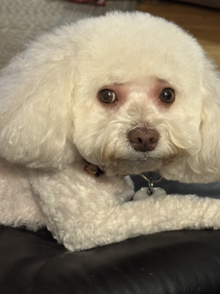 Entry image for Mia. Clicking this image will show a larger photo