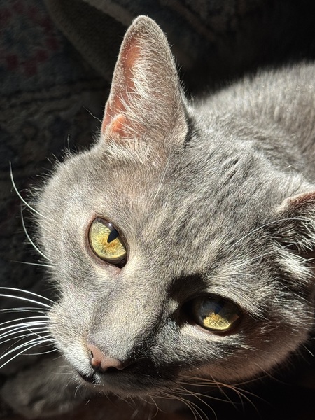 Entry image for  Danou. Clicking this image will show a larger photo