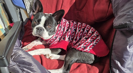 Entry image for Mango. Clicking this image will show a larger photo