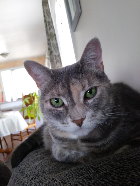 Entry image for Fiona . Clicking this image will show a larger photo