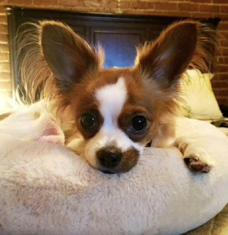 Entry image for Molly. Clicking this image will show a larger photo