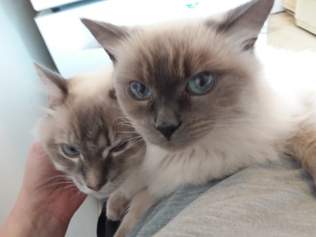 Entry image for Harry & Sherry. Clicking this image will show a larger photo