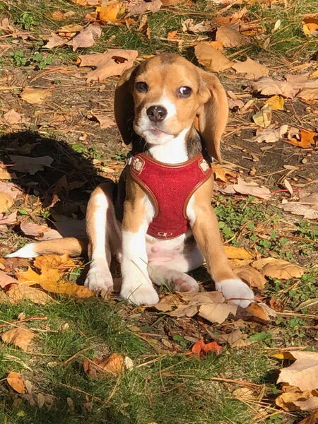 Entry image for Penny. Clicking this image will show a larger photo