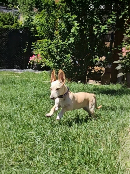 Entry image for Fia Piglet. Clicking this image will show a larger photo