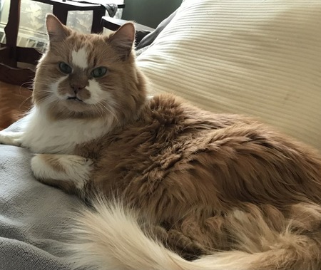 Entry image for WEBSTER . Clicking this image will show a larger photo